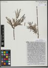 Foto von Salix viminalis L.